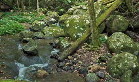 Booyong Walking Track - Accommodation Brisbane 2