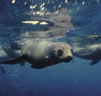 Wilsons Promontory Marine National Park - Accommodation Brisbane