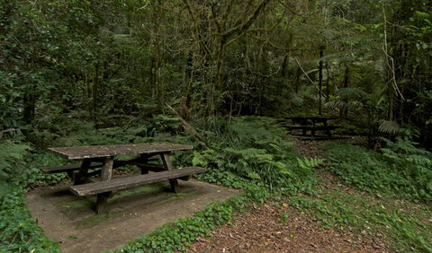 Brindle Creek Picnic Area - Accommodation Brisbane 2