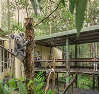 Daisy Hill Koala Centre - Accommodation Brisbane