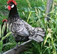 Merry Maidens Veggies - Accommodation Brisbane