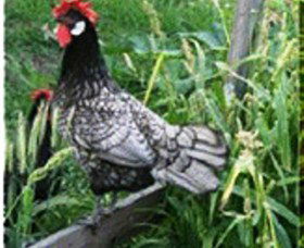 Merry Maidens Veggies - Accommodation Brisbane 0