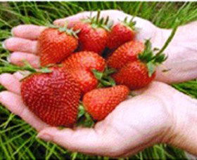 Merry Maidens Veggies - Accommodation Brisbane 1