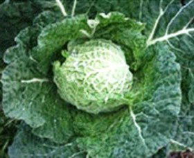 Merry Maidens Veggies - Accommodation Brisbane 2
