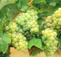 Red Tail Wines - Accommodation Brisbane