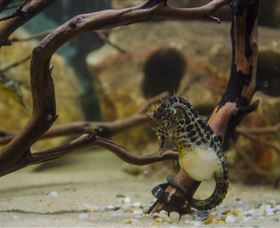 Irukandji Shark And Ray Encounters - Accommodation Brisbane 2