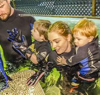 Irukandji Shark and Ray Encounters - Accommodation Brisbane