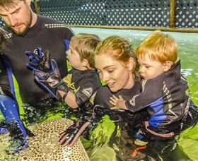 Irukandji Shark And Ray Encounters - Accommodation Brisbane 0