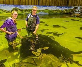 Irukandji Shark And Ray Encounters - Accommodation Brisbane 3