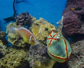Irukandji Shark And Ray Encounters - Accommodation Brisbane 6