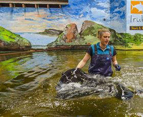 Irukandji Shark And Ray Encounters - Accommodation Brisbane 7