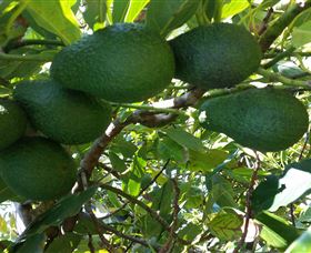 The Avocado Farm - Accommodation Brisbane 6