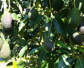 The Avocado Farm - Accommodation Brisbane 7