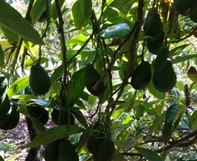 The Avocado Farm - Accommodation Brisbane 5