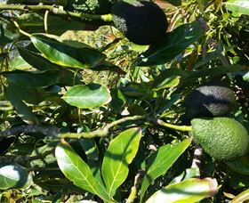 The Avocado Farm - Accommodation Brisbane 8