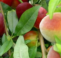 Fruit Salad Tree Company - Accommodation Brisbane