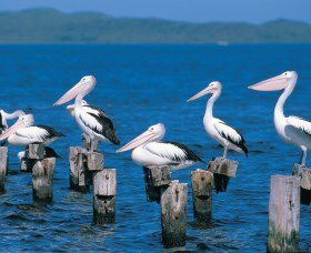 Walpole-Nornalup Inlets - Accommodation Brisbane 1