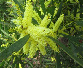 Booderee National Park: Munyunga Waraga Dhugan Walking Trail - Accommodation Brisbane 1