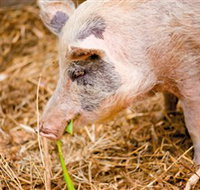 Djanbung Permaculture Gardens - Accommodation Brisbane