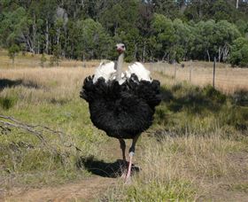 Glen Ian Ostrich And Emu Farm - Accommodation Brisbane 1