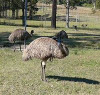 Glen Ian Ostrich and Emu Farm - Accommodation Brisbane