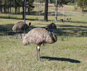 Glen Ian Ostrich And Emu Farm - Accommodation Brisbane 0