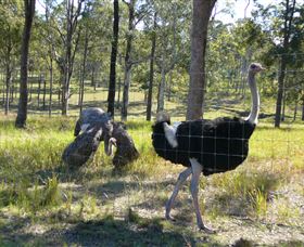 Glen Ian Ostrich And Emu Farm - Accommodation Brisbane 2