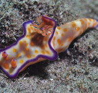 Curtain Artificial Reef Dive Site - Accommodation Brisbane