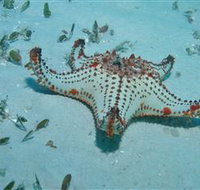 The Pines Dive Site - Accommodation Brisbane