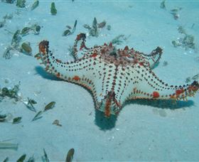 The Pines Dive Site - Accommodation Brisbane 0