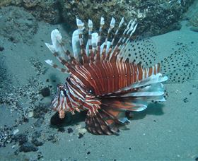 The Pines Dive Site - Accommodation Brisbane 1