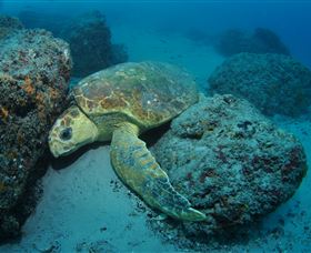 The Pines Dive Site - Accommodation Brisbane 3