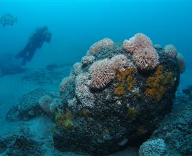 The Pines Dive Site - Accommodation Brisbane 2