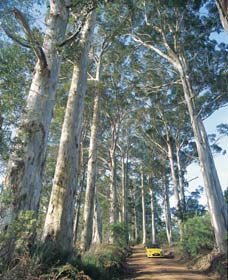 The Great Forest Trees Drive - Accommodation Brisbane 0