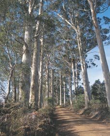 The Great Forest Trees Drive - Accommodation Brisbane 1