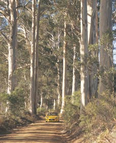 The Great Forest Trees Drive - Accommodation Brisbane 2
