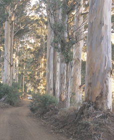 The Great Forest Trees Drive - Accommodation Brisbane 3