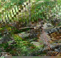 Wollumbin-Mount Warning National Park - Accommodation Brisbane