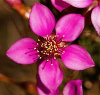 Flora - Accommodation Brisbane