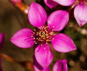 Flora - Accommodation Brisbane 0