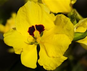 Flora - Accommodation Brisbane 1