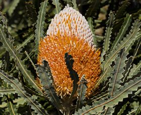 Flora - Accommodation Brisbane 2