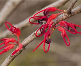 Flora - Accommodation Brisbane 3