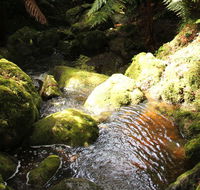 South East Forests National Park - Accommodation Brisbane