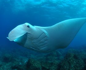Manta Bommie Dive Site - Accommodation Brisbane 0