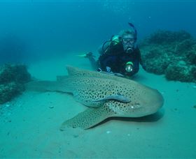 Manta Bommie Dive Site - Accommodation Brisbane 1