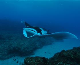 Manta Bommie Dive Site - Accommodation Brisbane 2