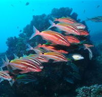 Flat Rock Dive Site - Accommodation Brisbane