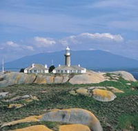 Montague Island Nature Reserve - Accommodation Brisbane
