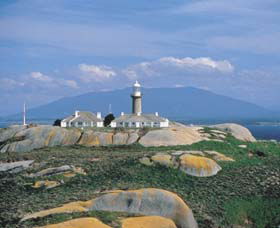Montague Island Nature Reserve - Accommodation Brisbane 0